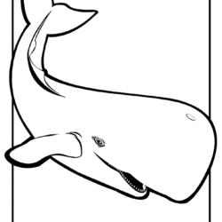 Desenho de Baleia envergonhada para Colorir - Colorir.com