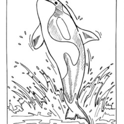 Desenhos de baleias para colorir - imprimíveis - online grátis - centro de  desenho infantil