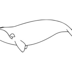 Desenhos de Baleia para Colorir e Imprimir — SÓ ESCOLA