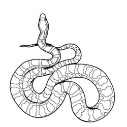 Desenhos de Cobras para Imprimir e Colorir