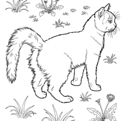 Desenho de Gato para Colorir - Gatinhos Filhotes e Adultos
