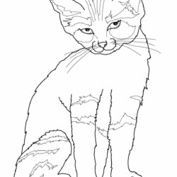 Desenho de Gato solitário para Colorir - Colorir.com