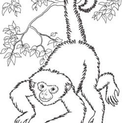 Desenho de Macaco para colorir  Desenhos para colorir e imprimir